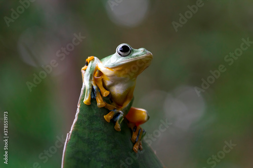 Javan tree frog front view on green leaves