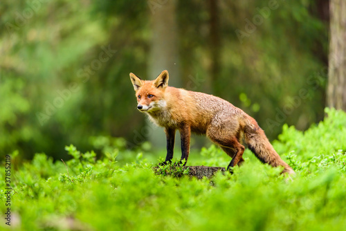 Canvas Print Cute Red Fox, Vulpes vulpes in fall forest