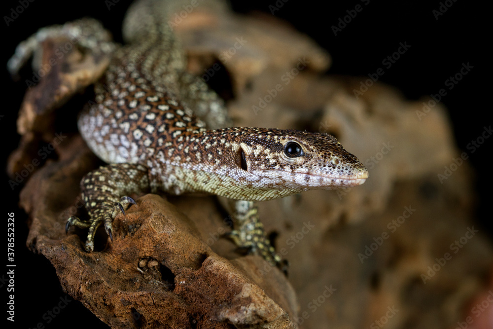 Varanus Nebulosus lizard climbing on wood with black backgron, ''Clouded Monitor''
Varanus Nebulosus lizard climbing on wood with black backgron, ''Clouded Monitor''