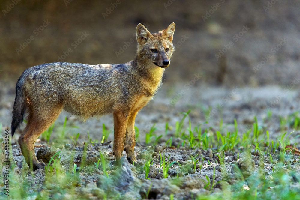 Golden jackal in the forest