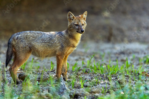 Golden jackal in the forest photo
