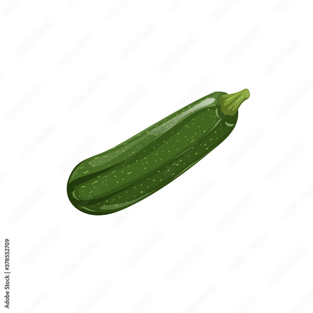 Fresh zucchini in cartoon style. Vector illustration of farm fresh vegetable. Organic food isolated on white background. Fresh zucchini in cartoon style. Vector illustration of farm fresh vegetable. Organic food isolated on white background.