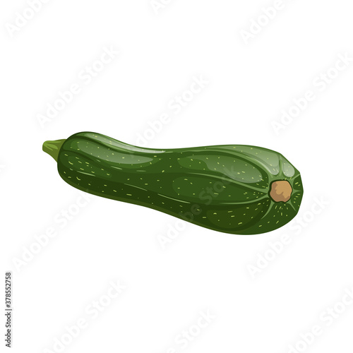 Fresh zucchini in cartoon style. Vector illustration of farm fresh vegetable. Organic food isolated on white background.