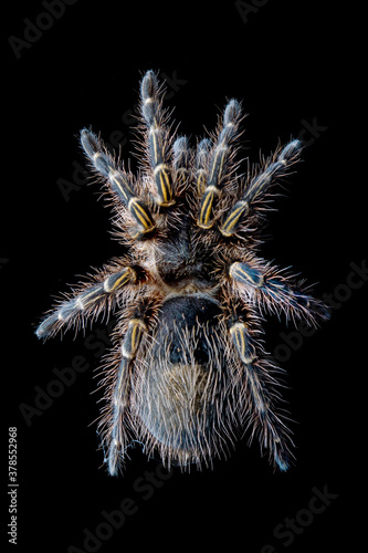 Grammostola Pulchripes tarantula (Chaco Golden Knee), tarantula front view on reflection with black background