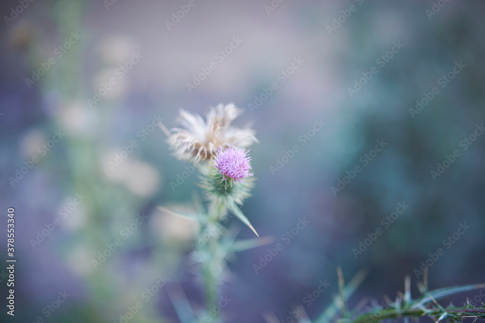 Photograph of the flower of a thistle in the forest