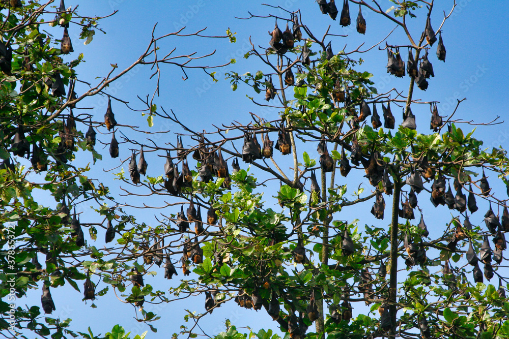 Dozens of Bats ( Flying Dogs ) in a tree in India.