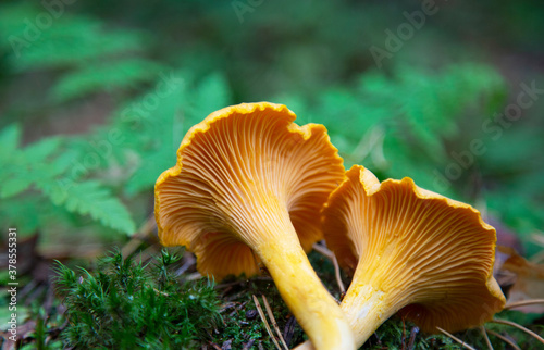 Beautiful bright chanterelle mushrooms in the photo of the forest in autumn