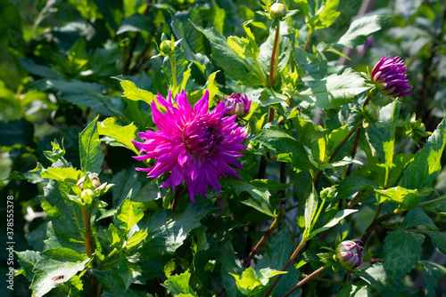 Pink Dahlia variety Alauna Alfama flowering in a garden photo