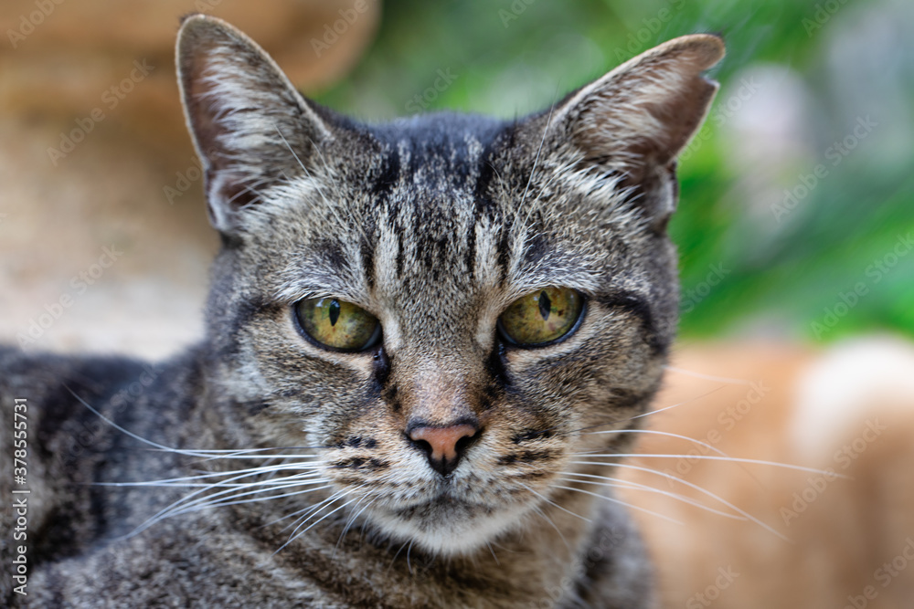 Close up portrait of a striped cat with green eyes. Close up portrait of a striped cat with green eyes.