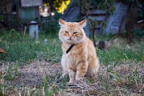 Sad cat sits on the grass and looks down. There are no people in the frame next to the animal. The concept of abandoned animals, loneliness and longing
