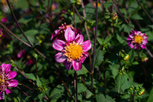 Pink Dahlia variety Puff-N-Stuff flowering in a garden