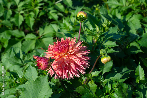 Red Dahlia variety Colwood Sheri flowering in a garden photo