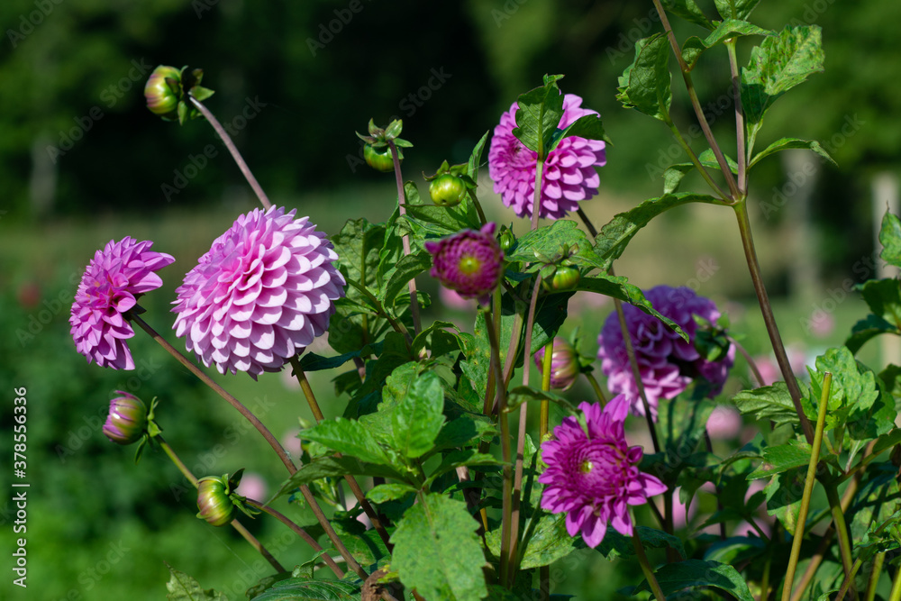 Pink Dahlia variety Barbara flowering in a garden. Pink Dahlia variety Barbara flowering in a garden.