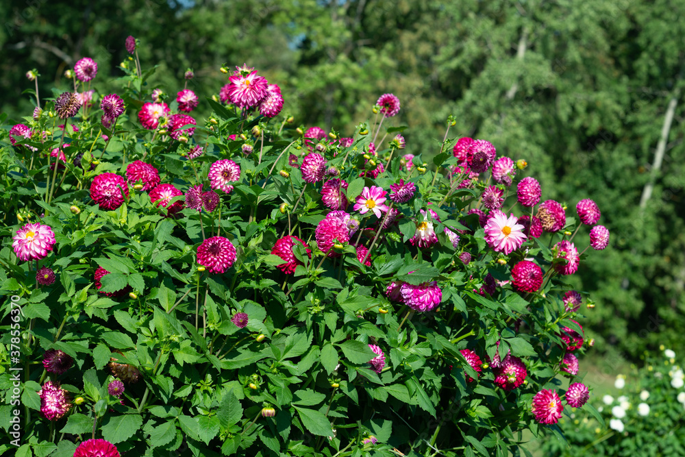 Pink Dahlia variety Robert Too flowering in a garden.
