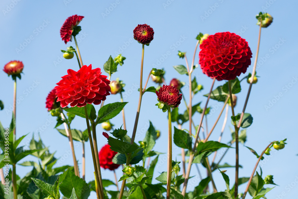 Red Dahlia variety Hapet Jewel flowering in a garden. Red Dahlia variety Hapet Jewel flowering in a garden.