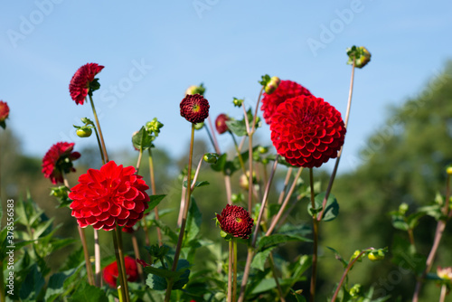 Red Dahlia variety Hapet Jewel flowering in a garden.