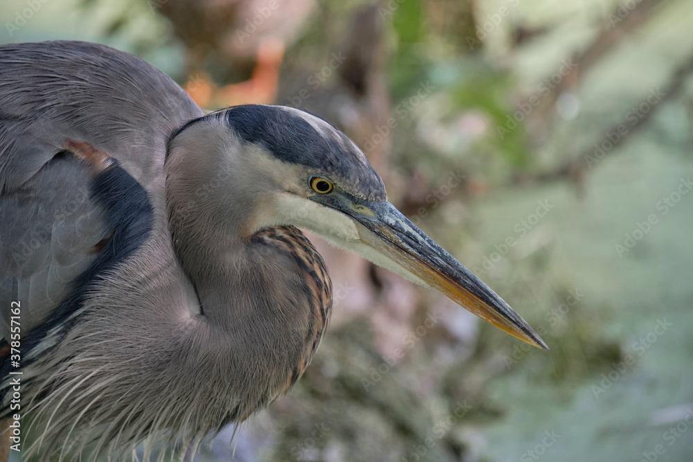 Portrait of A Great Blue Heron (Ardea herodias) looking down sitting on a branch in a pond water environment Portrait of A Great Blue Heron (Ardea herodias) looking down sitting on a branch in a pond water environment