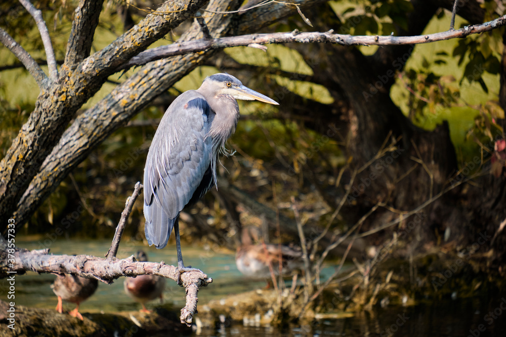 Fototapeta premium A Great Blue Heron (Ardea herodias) sitting on a branch in a pond water environment