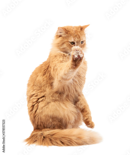 adult fluffy red cat sitting and raised its front paws up, imitation of holding any object © nndanko