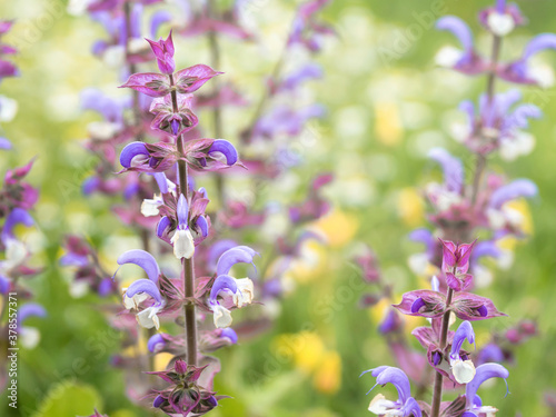 Purple and white flowers of sage  salvia officinalis  medicinal plant  blooming in a garden  closeup with selective focus