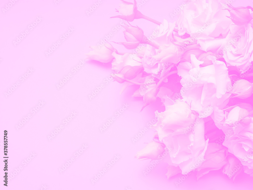 Wedding bouquet of the bride on a pink background.