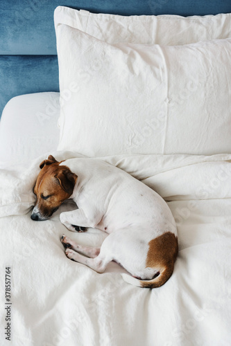 Cute dog Jack Russell Terrier sleeping on a white bed in a cozy modern bedroom.