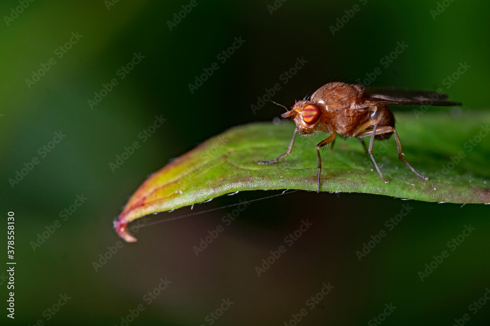 Fruit Fly, Taufliege, Fruchtfliege (drosophila melanogaster) Fruit Fly, Taufliege, Fruchtfliege (drosophila melanogaster)