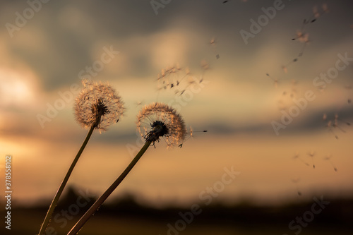 A Dandelion blowing seeds in the wind at dawn.Closeup macro