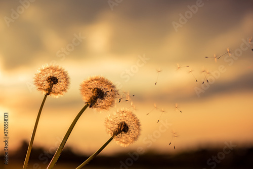 A Dandelion blowing seeds in the wind at dawn.Closeup macro