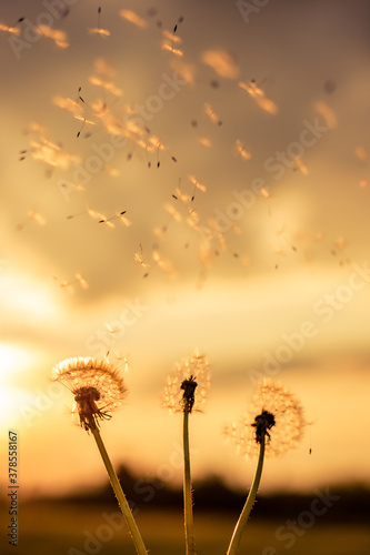 A Dandelion blowing seeds in the wind at dawn.Closeup macro