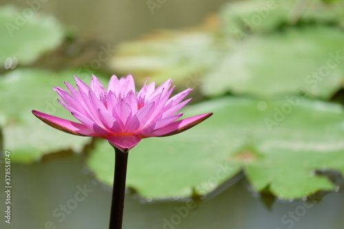 Purple lotus flower with green lotus leaves background