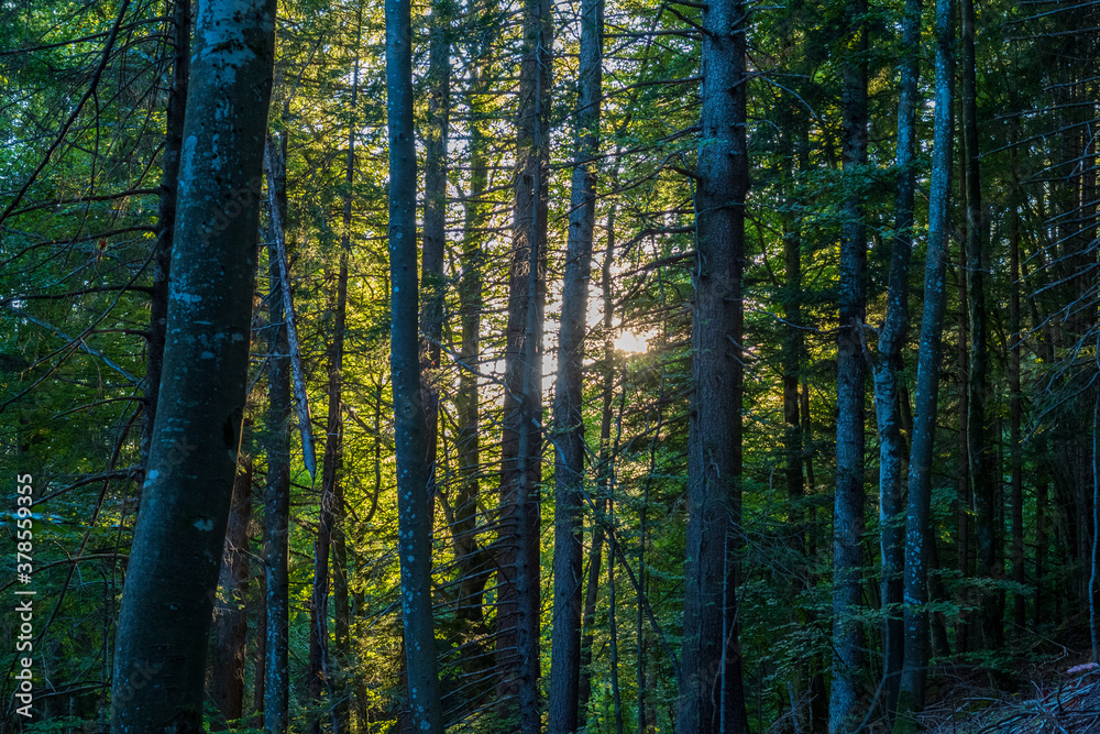 Fototapeta premium Wald