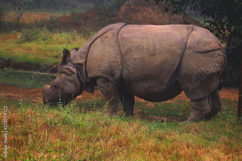 Rhinoceros Eating Grass from Ground