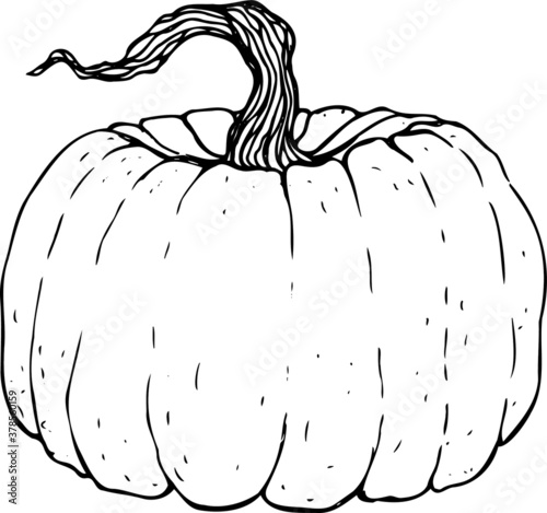 Pumpkin, contour illustration on a white background, for coloring pages and design.