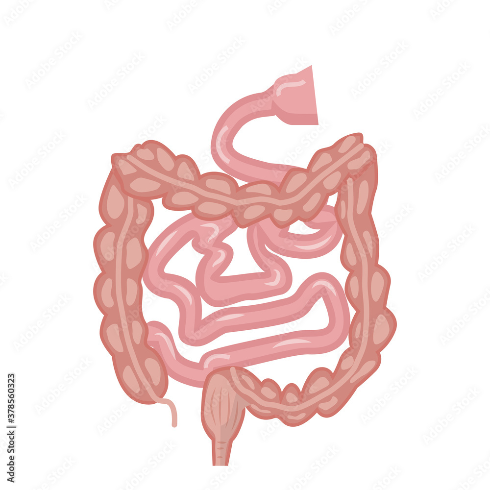 Human intestines, digestive system. Internal organs structure, vector illustration Human intestines, digestive system. Internal organs structure, vector illustration