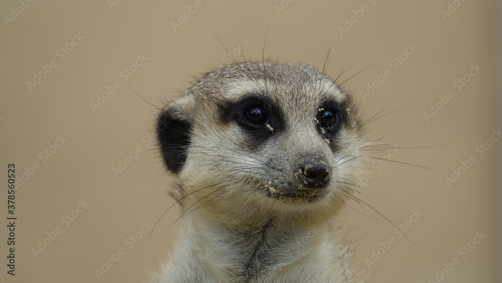 Erdmännchen, Manguste - Nahaufnahme Portrait Erdmännchen, Manguste - Nahaufnahme Portrait