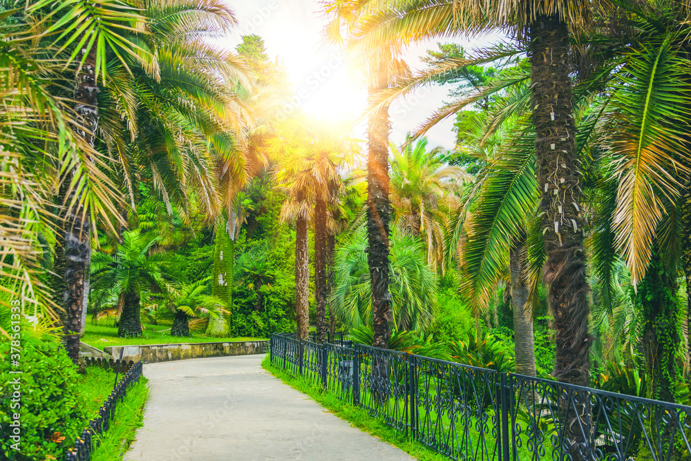 Walking path and alley of different palms in a tropical Mediterranean park. - obrazy, fototapety, plakaty 