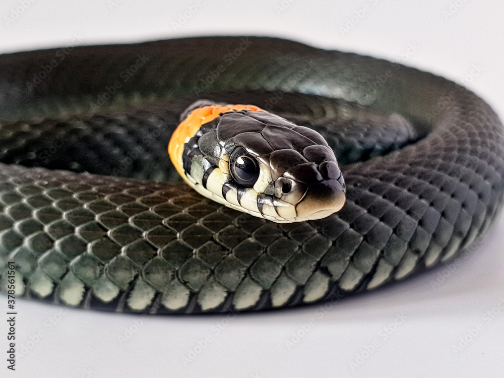 Non-venomous snake on a white background. A macro shot of a snake. Non-venomous snake on a white background. A macro shot of a snake.