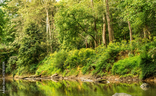 A Placid River Runs Through a Forest.