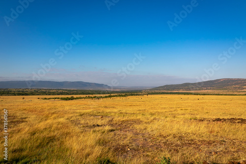 ケニアのマサイマラ国立保護区で見た、朝の野原と青空