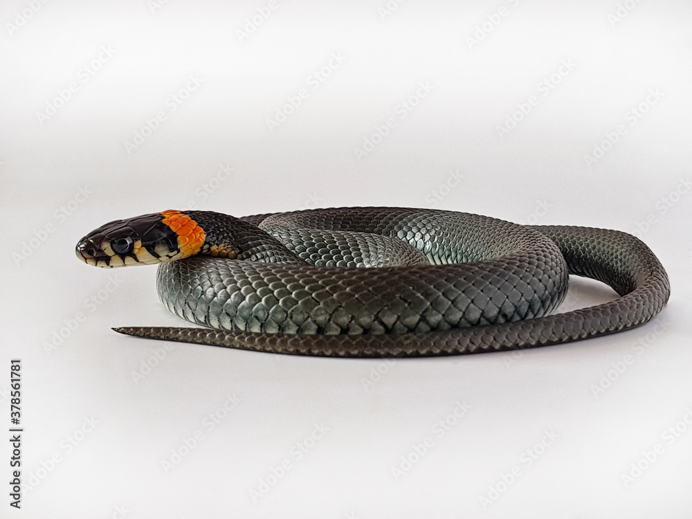 Obraz premium Non-venomous snake on a white background. A macro shot of a snake.