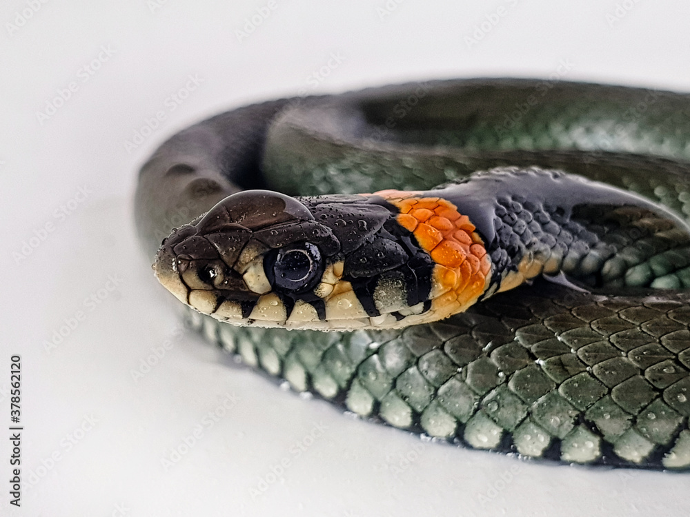 Obraz premium Non-venomous snake on a white background. A macro shot of a snake.