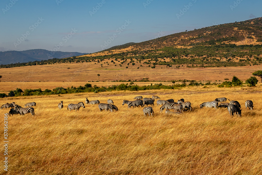 ケニアのマサイマラ国立保護区で見かけたシマウマの群れ