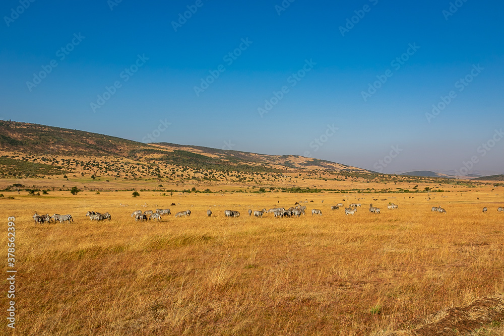 ケニアのマサイマラ国立保護区で見た、野原にいるシマウマなどの群れと青空