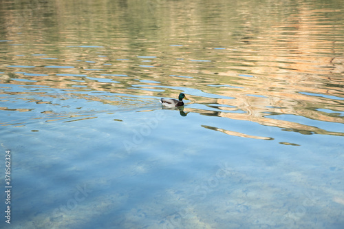 Small duck with green head swimming in the lagoon of the natural park , Albacete, Spain
