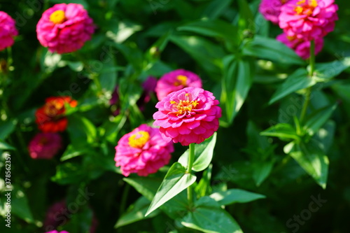 Fototapeta Naklejka Na Ścianę i Meble -  Colorful pink zinnia flowers in summer