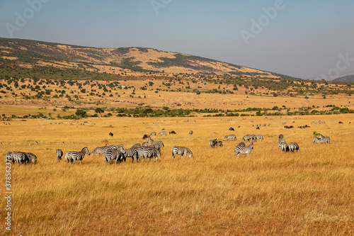 ケニアのマサイマラ国立保護区で見かけたシマウマの群れ © 和紀 神谷