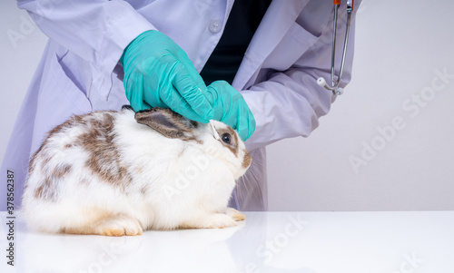 Veterinarians use cotton swabs to check the fluffy rabbit eyes and check for the fungus. Concept of animal healthcare with a professional in an animal hospital