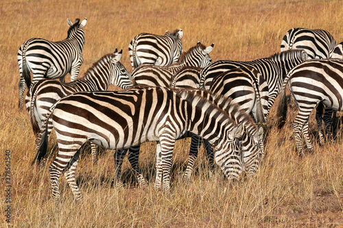 ケニアのマサイマラ国立保護区で見かけたシマウマの群れ