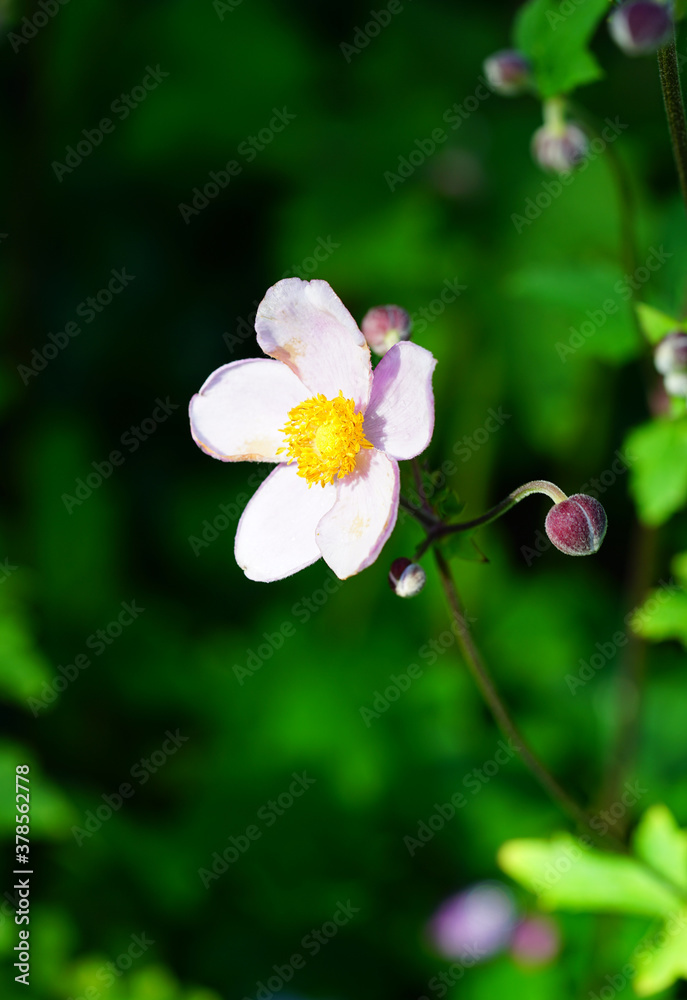 Pale pink Japanese anemone flower in bloom (Anemone hupehensis) Pale pink Japanese anemone flower in bloom (Anemone hupehensis)